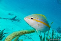Geelstaart snapper