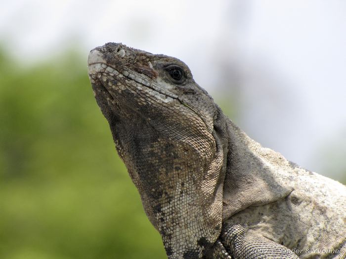 Green iguana (Iguana iguana)