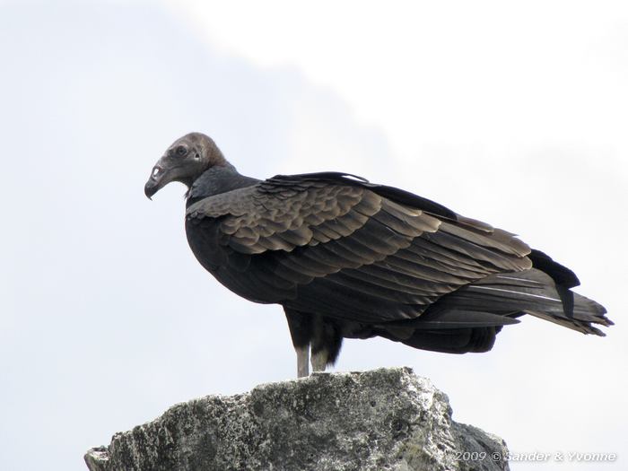 Turkey Vulture (Cathartes aura)