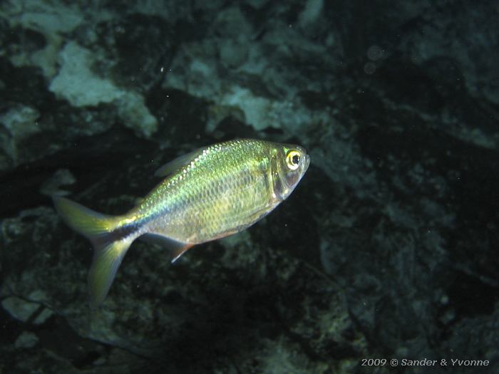 Mexican tetra (Astyanax mexicanus)