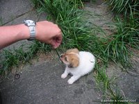 Hondje