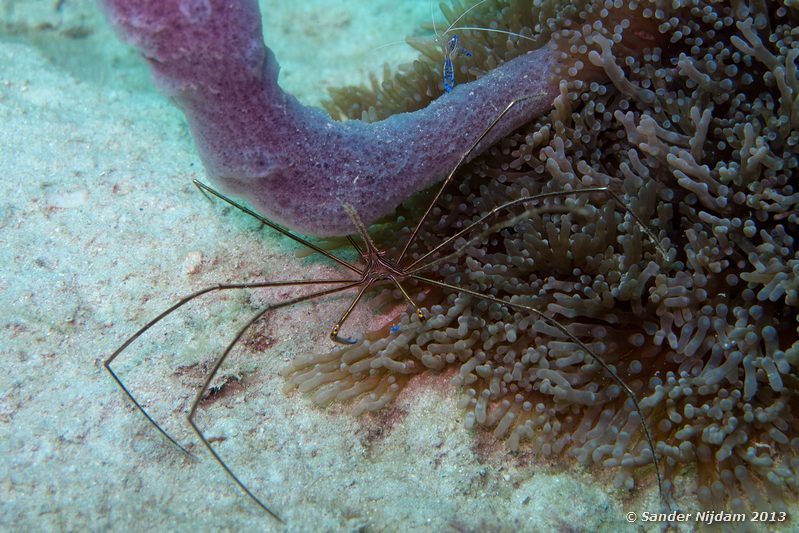 Yellowline arrow crab (Stenorhynchus seticornis) The Wreck, Bocas del Toro, Panama