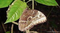 Owl Butterfly