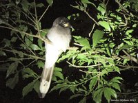 Trogon