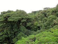 Jungle