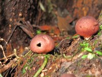 Paddenstoelen