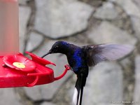 Violet Sabrewing