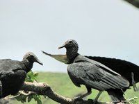 Black Vulture