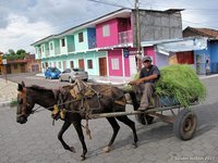 Paardenwagen