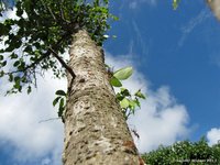 Leaf-Cutter Ant