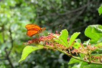 Julia butterfly