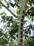 Proboscis bat