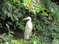 Great Egret