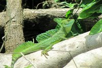 Plumed Basilisk