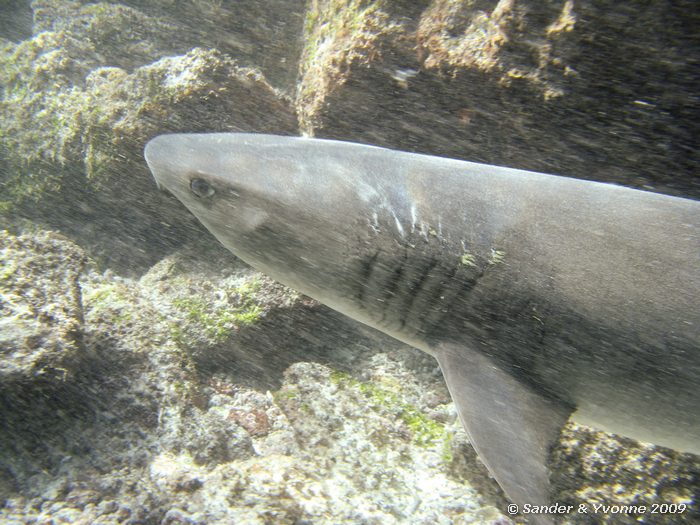 Triaenodon obesus in Gardner bay, Espanola eiland