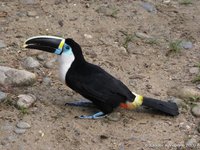White-throated toucan