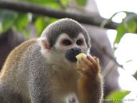 Common squirrel monkey
