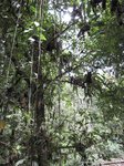Lianas