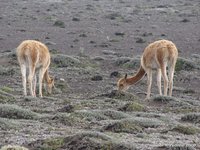 Vicunas