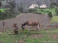 Little donkeys