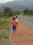 Cocoa beans