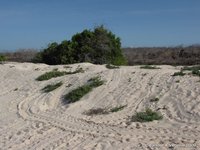 Turtle tracks