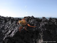 Sally Lightfoot crab