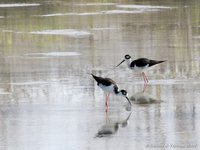 Black-necked stilt