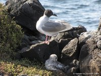 Swallow-tailed gull with chick
