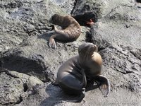 Young sea lions