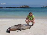 Lazy sea lion