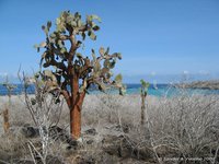 Prickly pear cactus