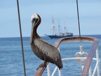 Brown pelican on the bowsprit