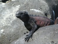 Marine iguana