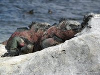Marine iguanas