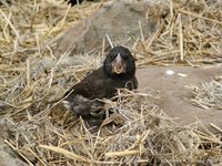 Large cactus finch