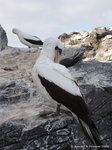 Masked boobies