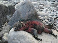 Marine iguana