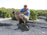 Sander with sniffing and playing young sea lions