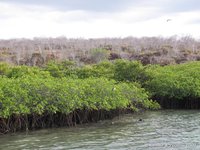 Mangrove