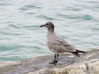 Lava gull