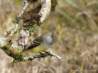 Galapagos flycatcher