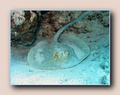 [Click to enlarge image]