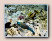 [Click to enlarge image]