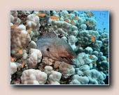 [Click to enlarge image]