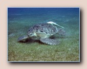 [Click to enlarge image]