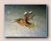 [Click to enlarge image]