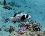 Masked puffer