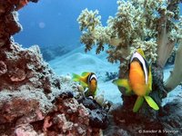 Rode zee anemoonvis