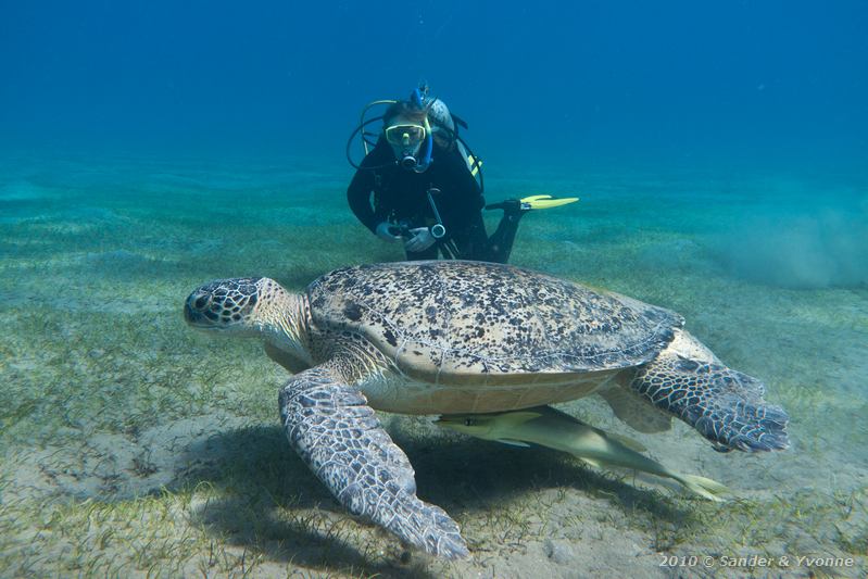 Yvonne with green sea turtle (Chelonia mydas) and striped remora (Echeneis naucrates)